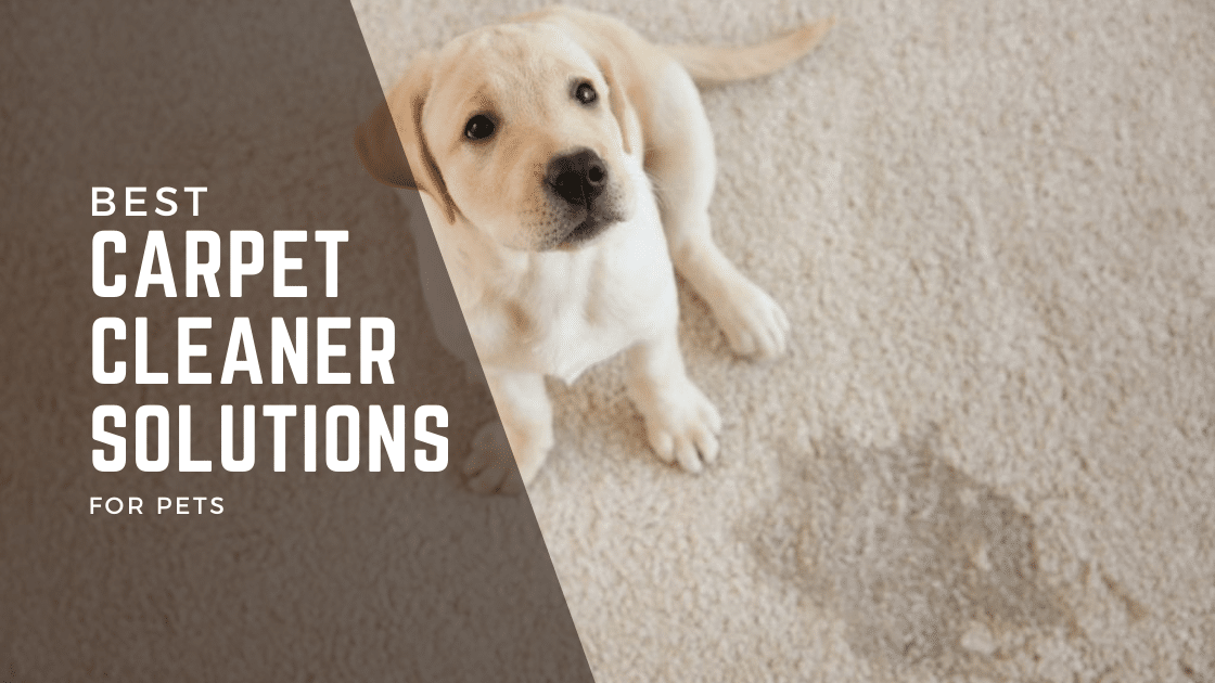 Best Carpet Cleaner Solution for Pets