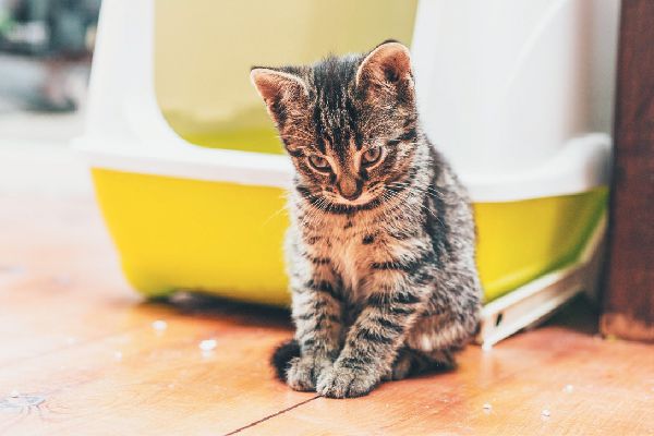 A kitten outside the litter box looking embarrassed ashamed.jpg.optimal
