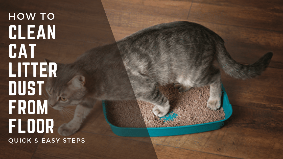 How to Clean Cat Litter Dust from Floor