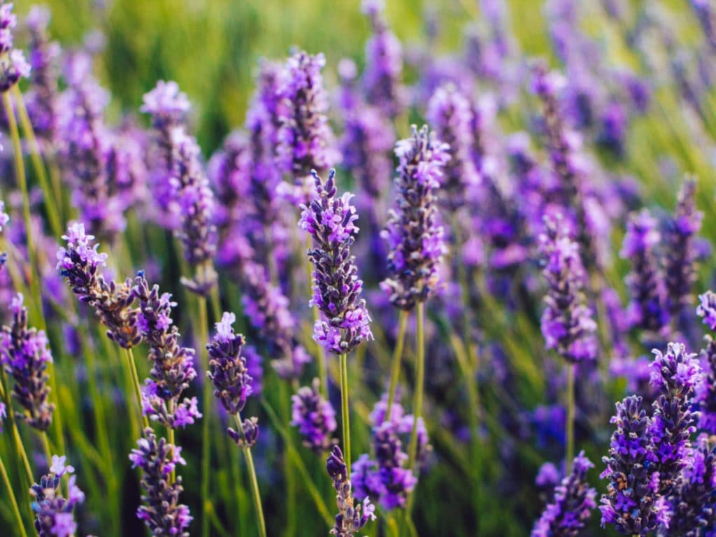 blooming lavender flowers