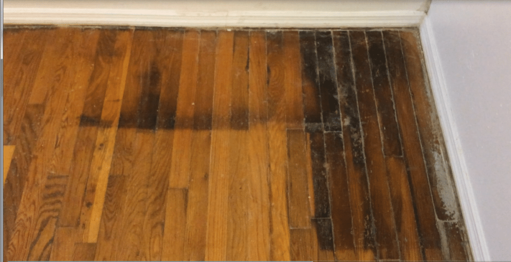 cat urine hardwood floor black stain mishkanet com