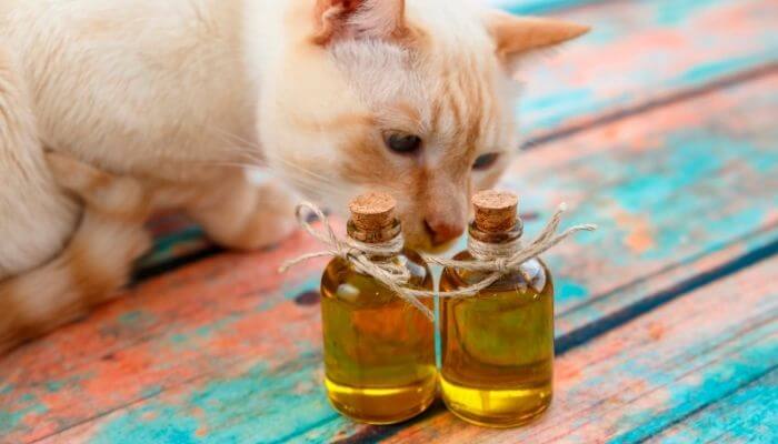 essential oils which are safe for cats