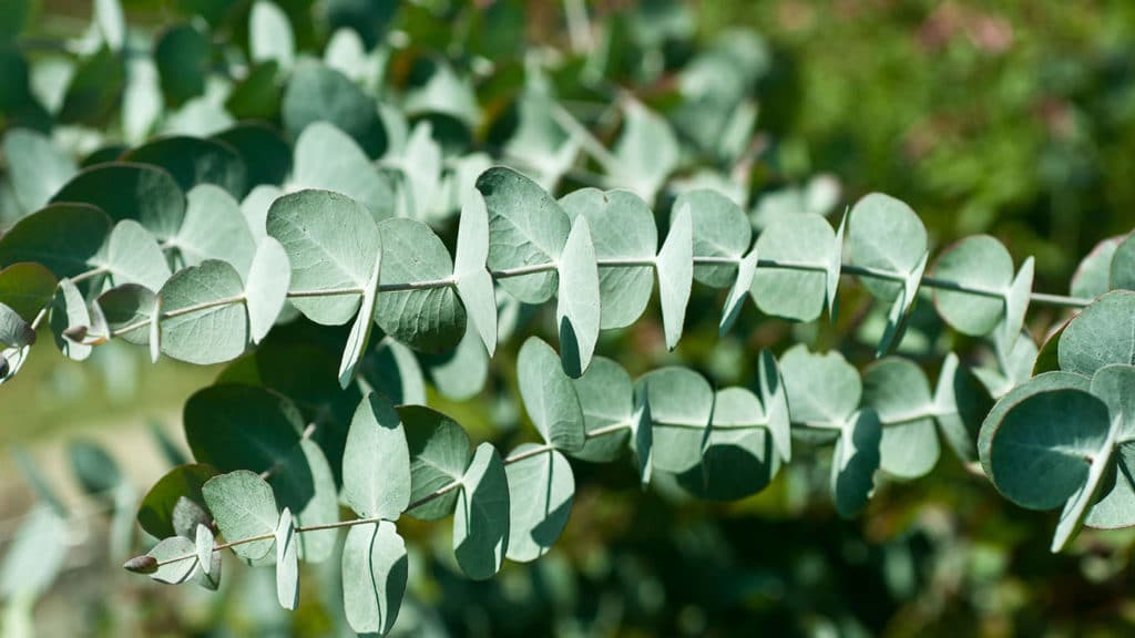 eucalyptus young leaves alamy cfjnxb organica