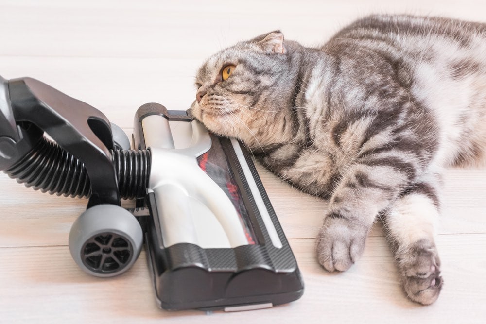 gray scottish fold cat with vacuum cleaner on floor kholywood Shutterstock