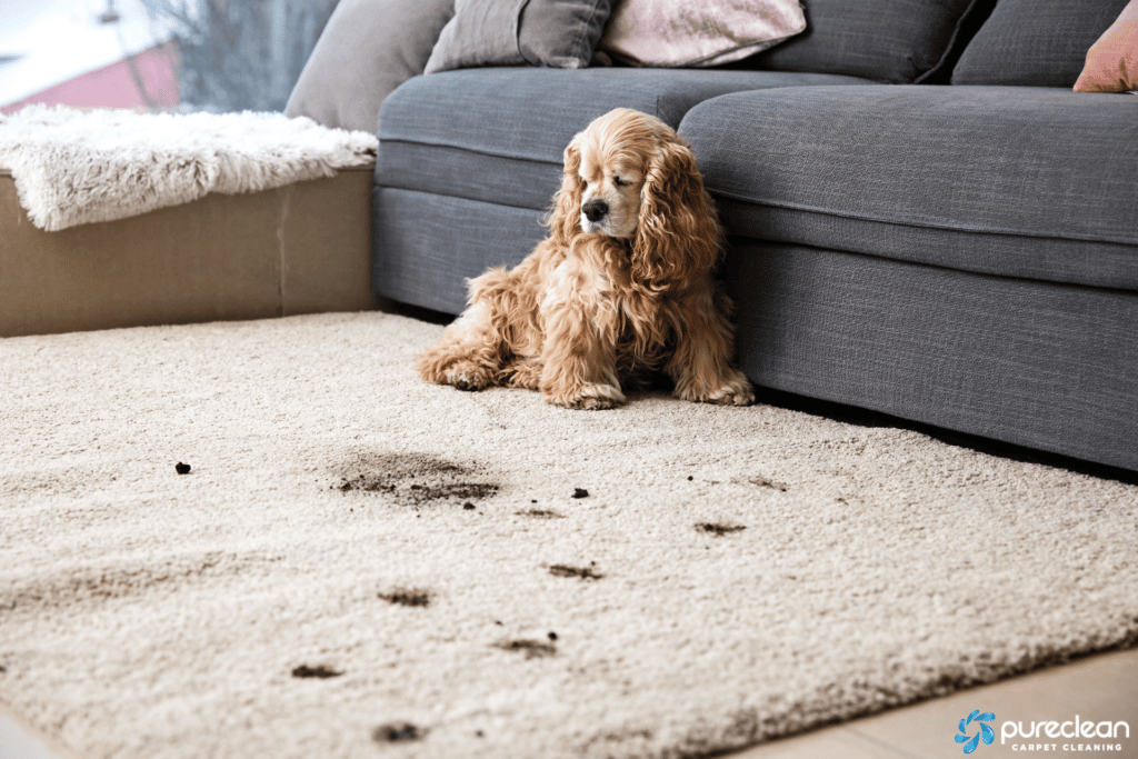 Why You Need to Know "How to Keep Carpet Clean with Dogs"?