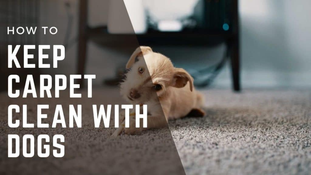 how to keep carpet clean with dogs