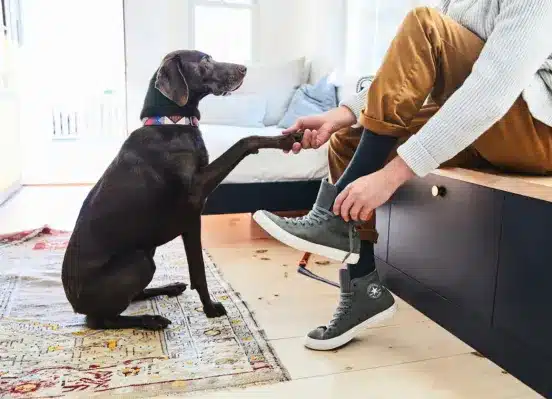 How to Get Dried Diarrhea Out of Carpet