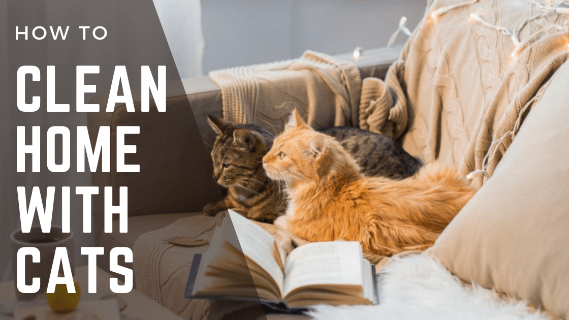 How to Clean Home with Cats