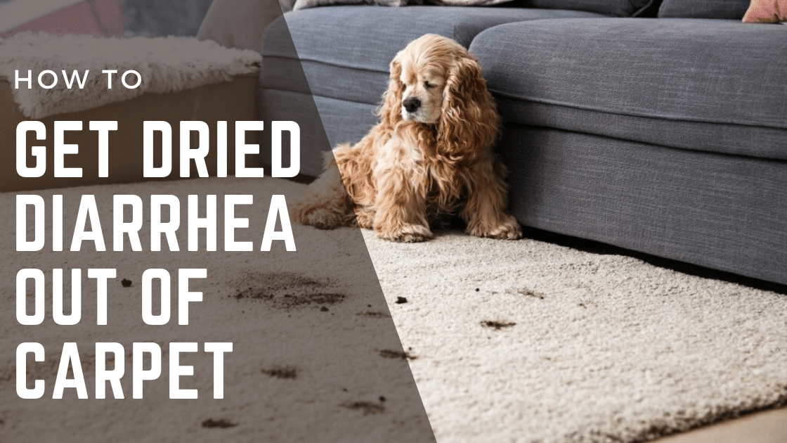 How to Get Dried Diarrhea Out of Carpet