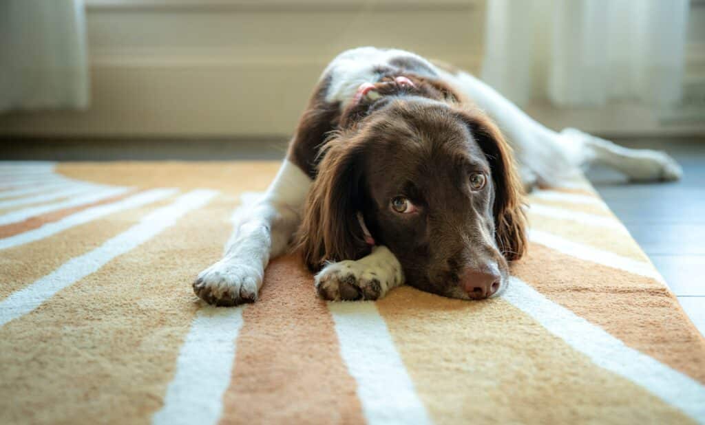 How to Clean Dog Diarrhea From Carpet