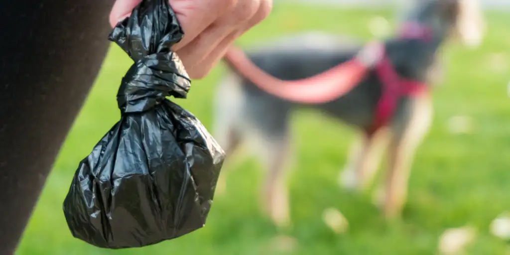 how to get dried diarrhea out of carpet