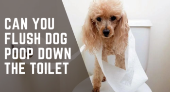 Can You Flush Dog Poop in The Toilet? [Full Answer]