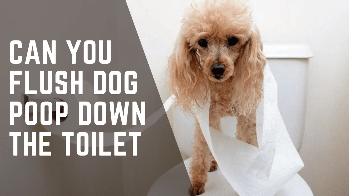 Can You Flush Dog Poop