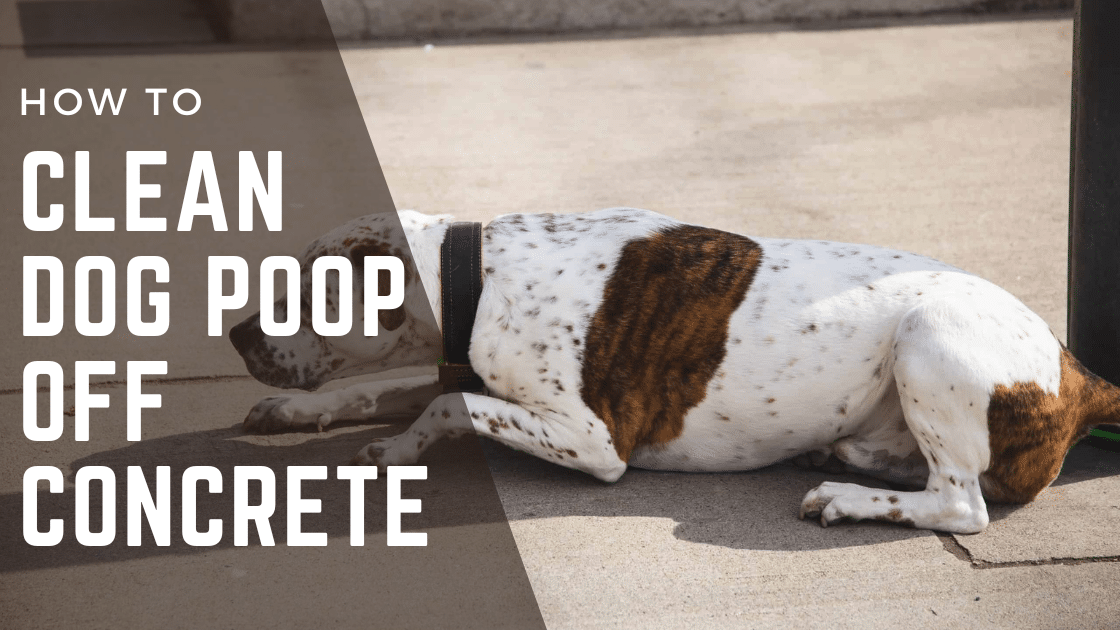How to Clean Dog Poop off Concrete